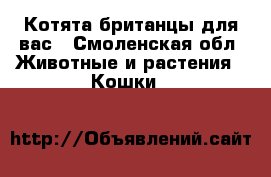 Котята-британцы для вас - Смоленская обл. Животные и растения » Кошки   